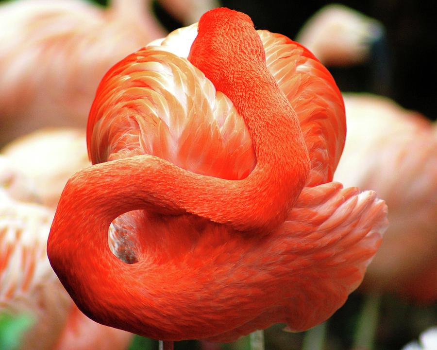 Flamingo Photograph - Flamingo at Rest by Matt Quest
