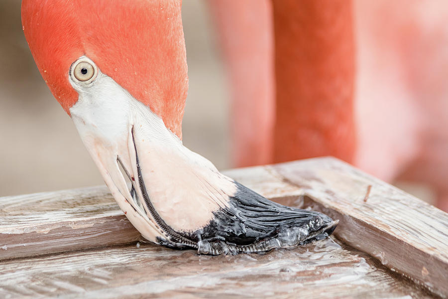 Flamingo at Sea World in Orlando Florida Photograph by Peter Ciro