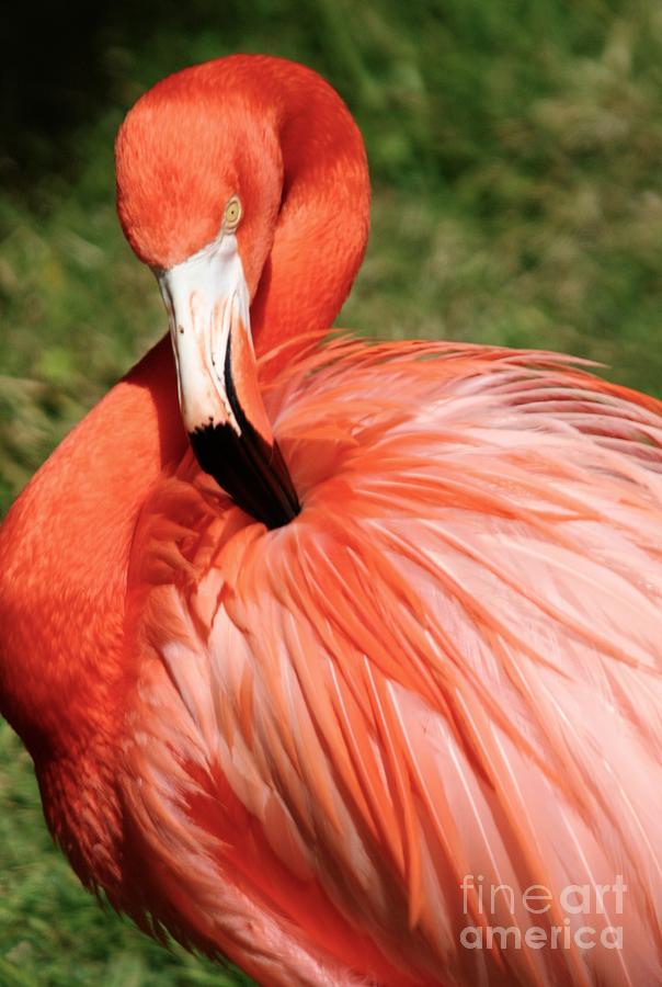 Flamingo Photograph - Flamingo at the Park 1 by Sheryl Unwin