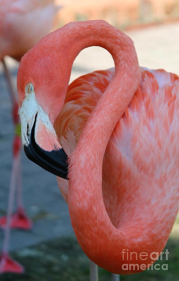 Flamingo at the Park Photograph by Sheryl Unwin