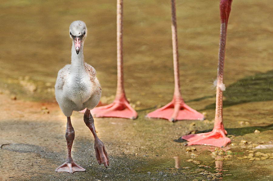 Flamingo Baby and Feet by Sue Jarrett Flamingo Baby and Feet by Sue Jarrett