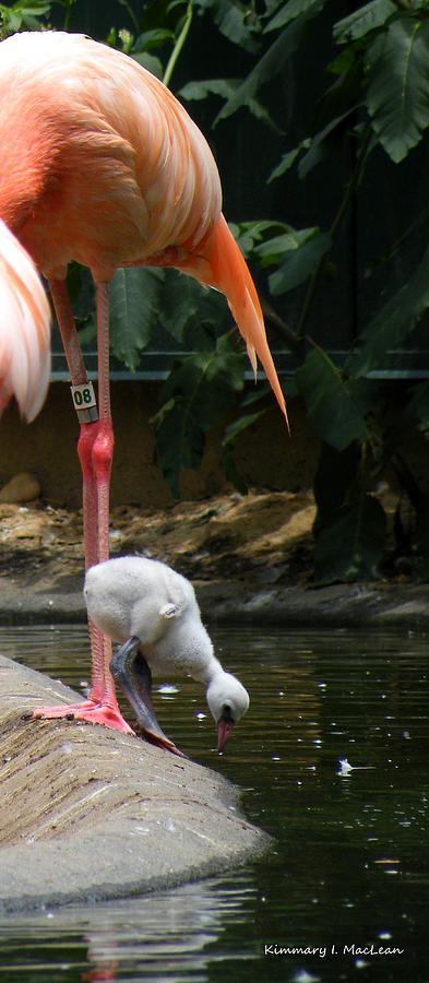 Flamingo Baby Photograph by Kimmary MacLean