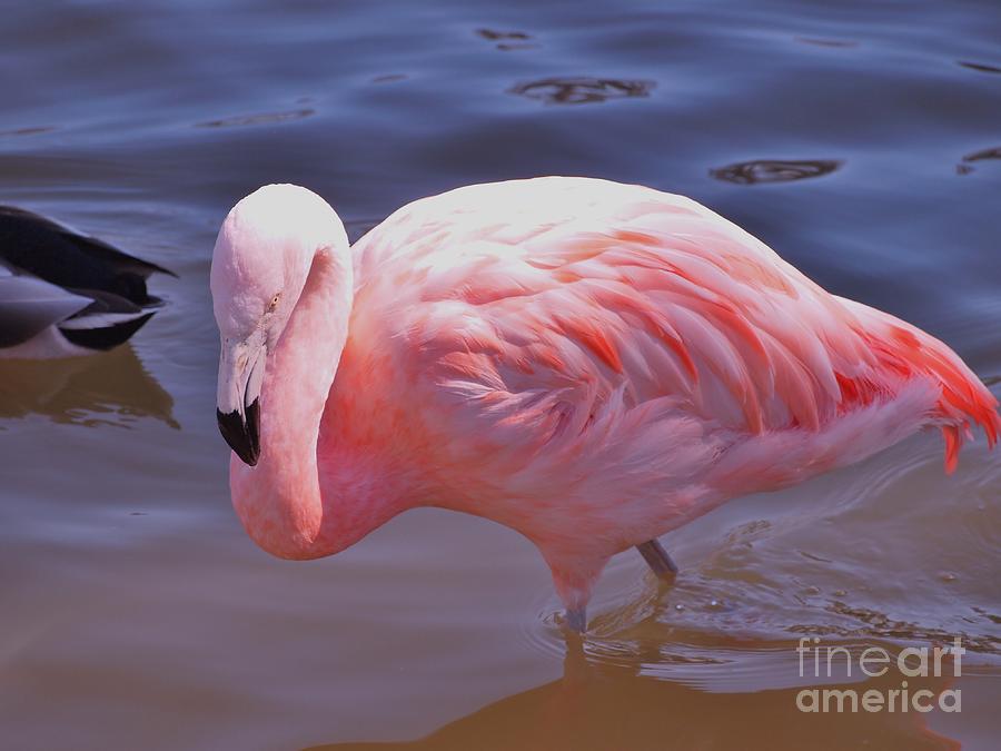 Flamingo Beauty Photograph by Jennifer Craft