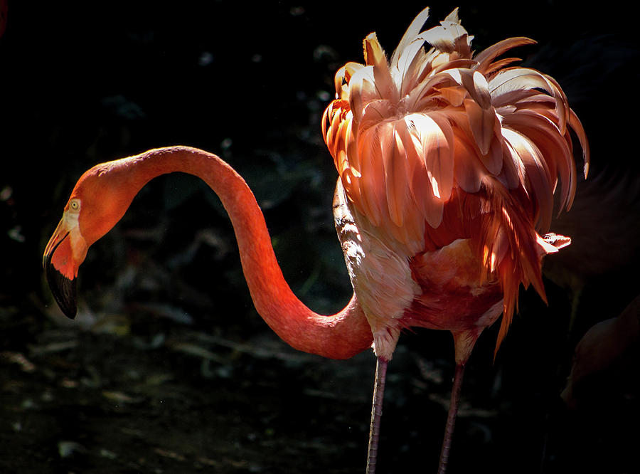 Flamingo Photograph by Bill Wiebesiek