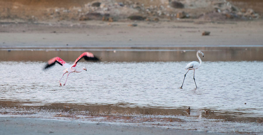 Flamingo Bird Flying And Walking On The Lake Photograph