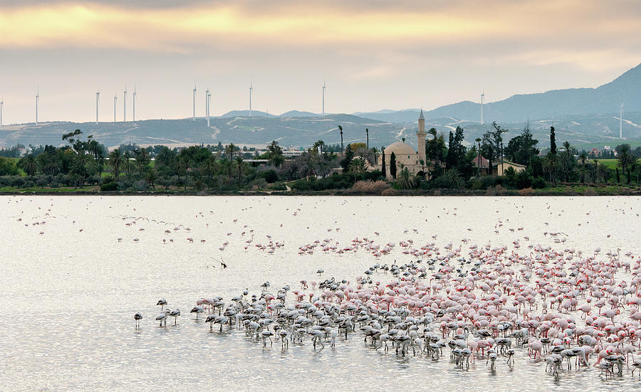 Flamingo birds in the lake Photograph by Michalakis Ppalis