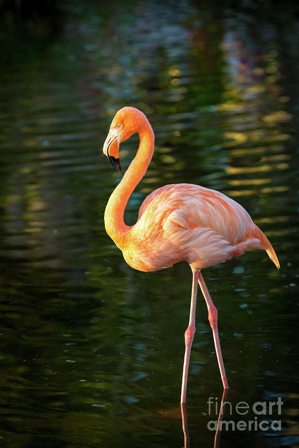 Flamingo Photograph by Brian Jannsen
