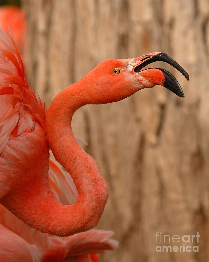 Flamingo Calling Out Photograph by Max Allen