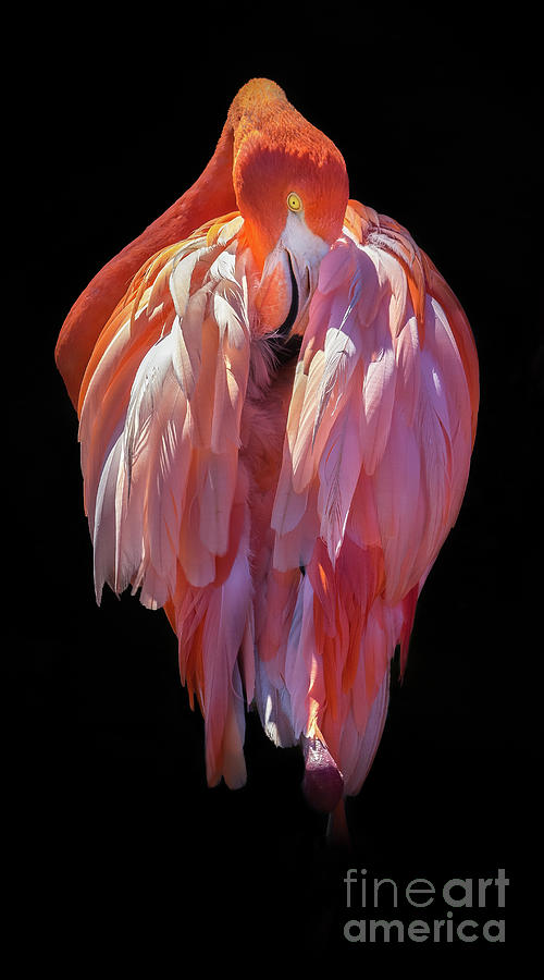 Flamingo Centered Photograph by Liesl Walsh