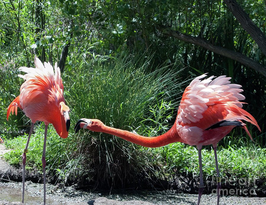 Flamingo Photograph - Flamingo Chatter by Cathie Moog
