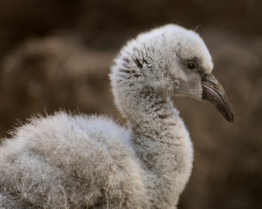Flamingo Chick Photograph by Yeates Photography