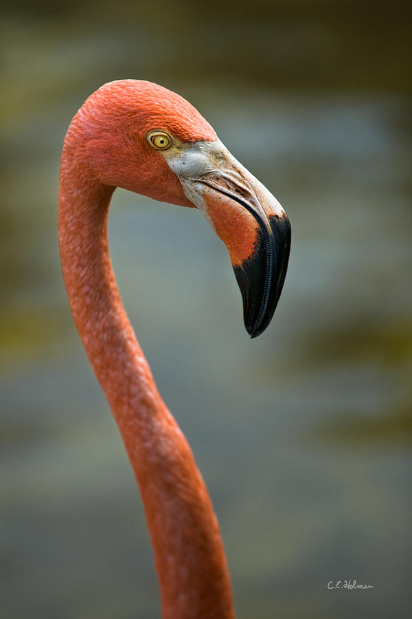 Flamingo Photograph by Christopher Holmes