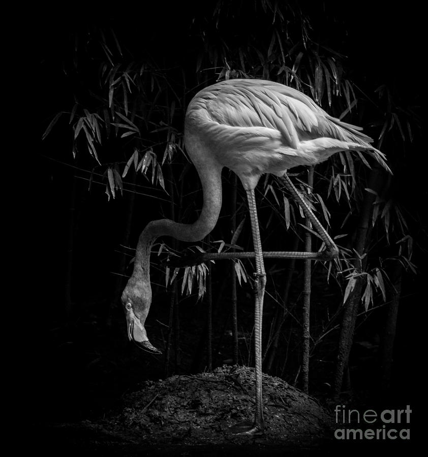Flamingo Classic BW Photograph by Toma Caul