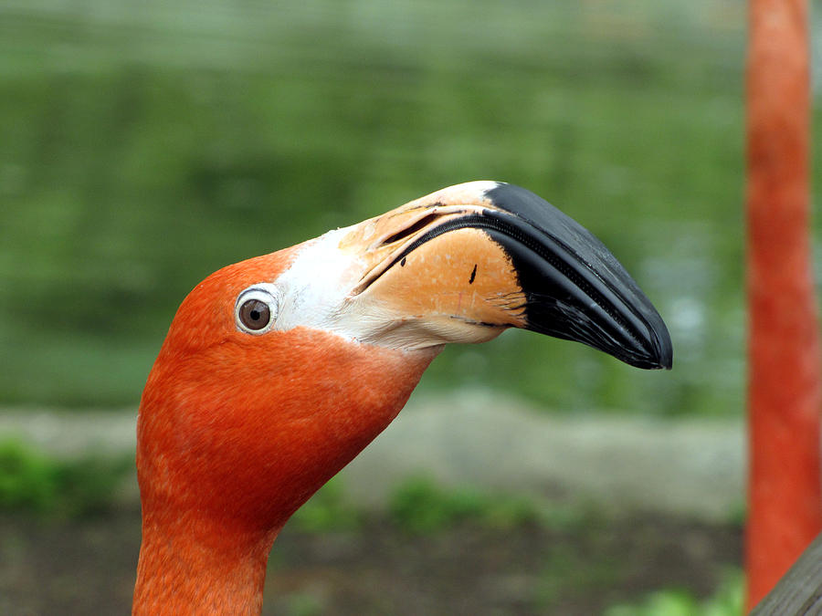Flamingo Close Up Photograph by George Jones