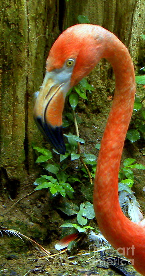 Flamingo Close Up Profile Photograph by Terri Mills