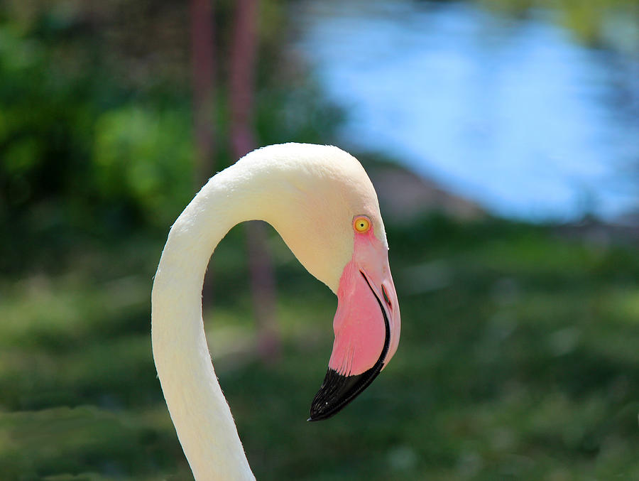 Flamingo Closeup Photograph by Lorraine Baum