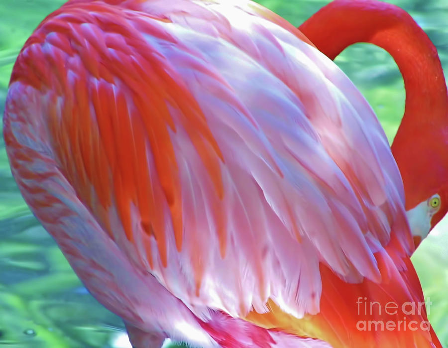 Flamingo Colors Photograph by D Hackett