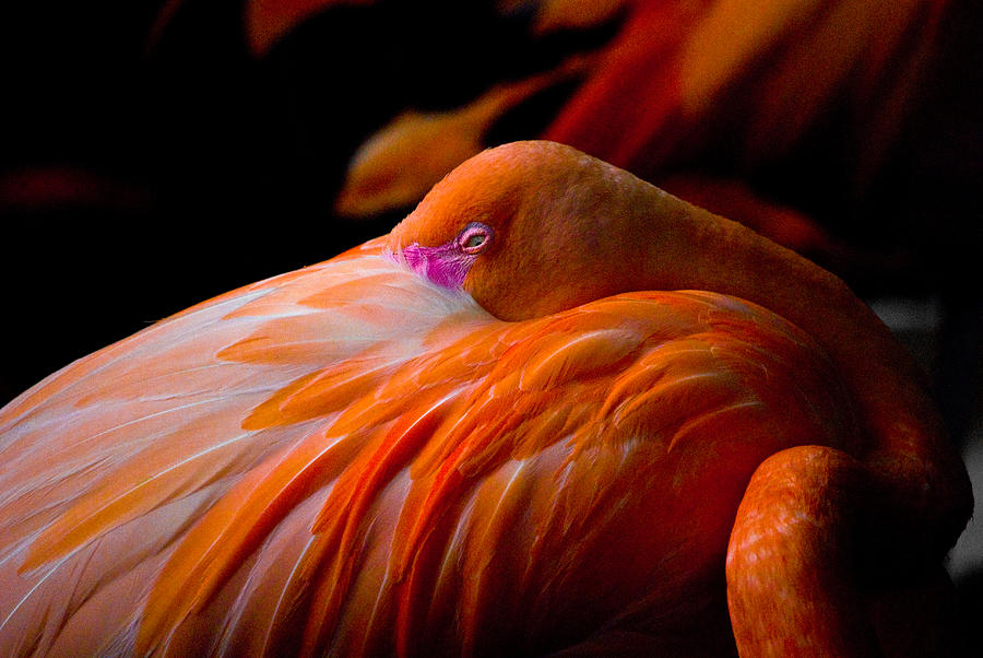 Flamingo Photograph by Craig Perry-Ollila