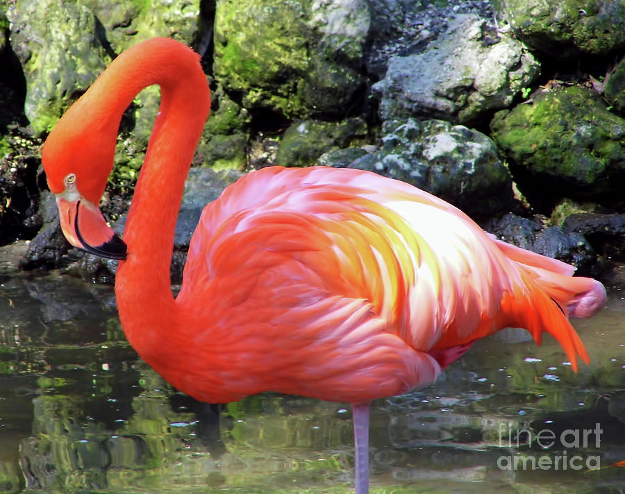 Flamingo Photograph by D Hackett