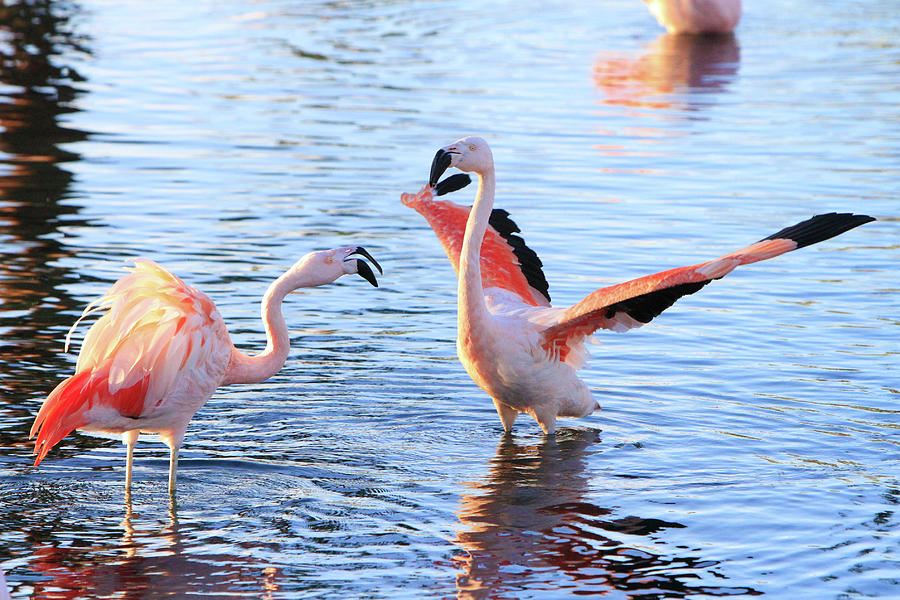 Flamingo Dance Photograph by Shoal Hollingsworth