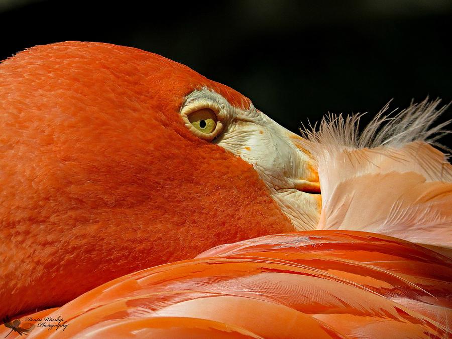 Flamingo  Photograph by Denise Winship