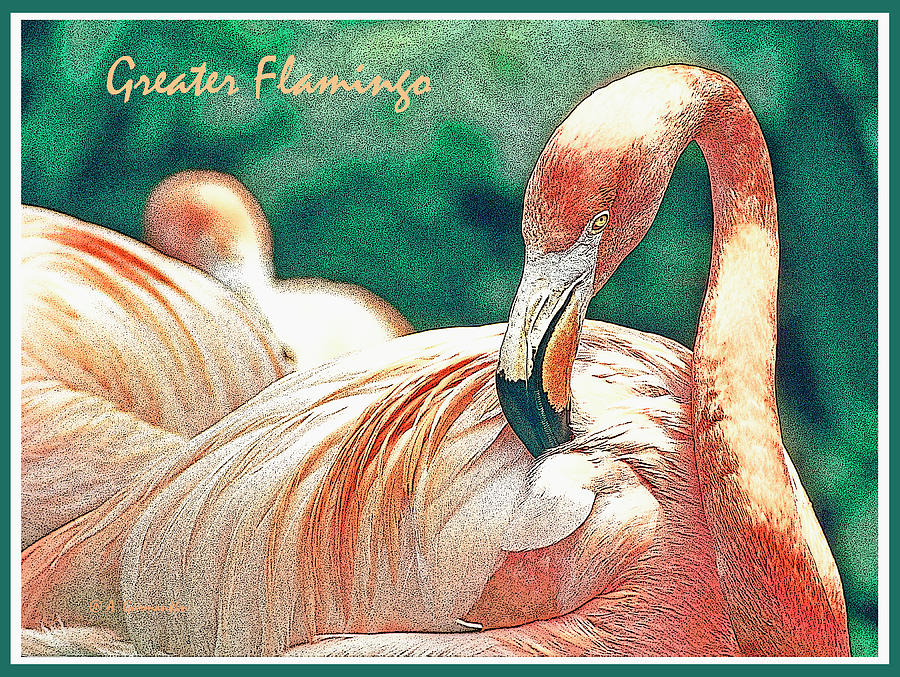Flamingo, Digital Art Digital Art by A Macarthur Gurmankin