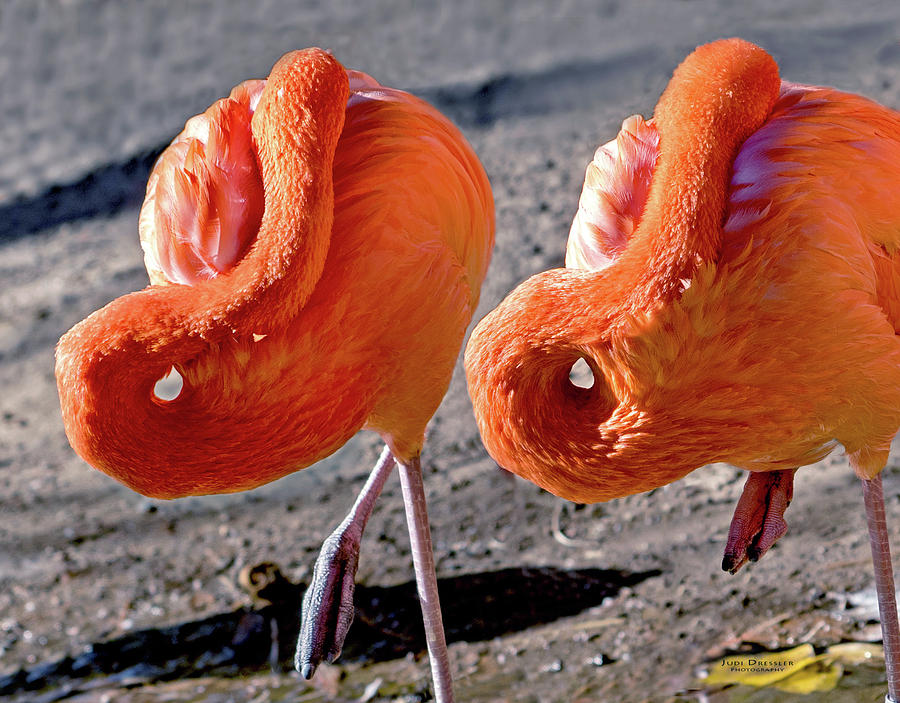 Flamingo Double Photograph by Judi Dressler