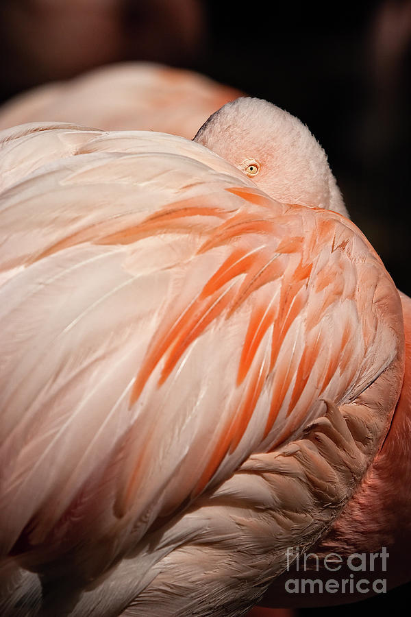 Flamingo Photograph by Doug Sturgess
