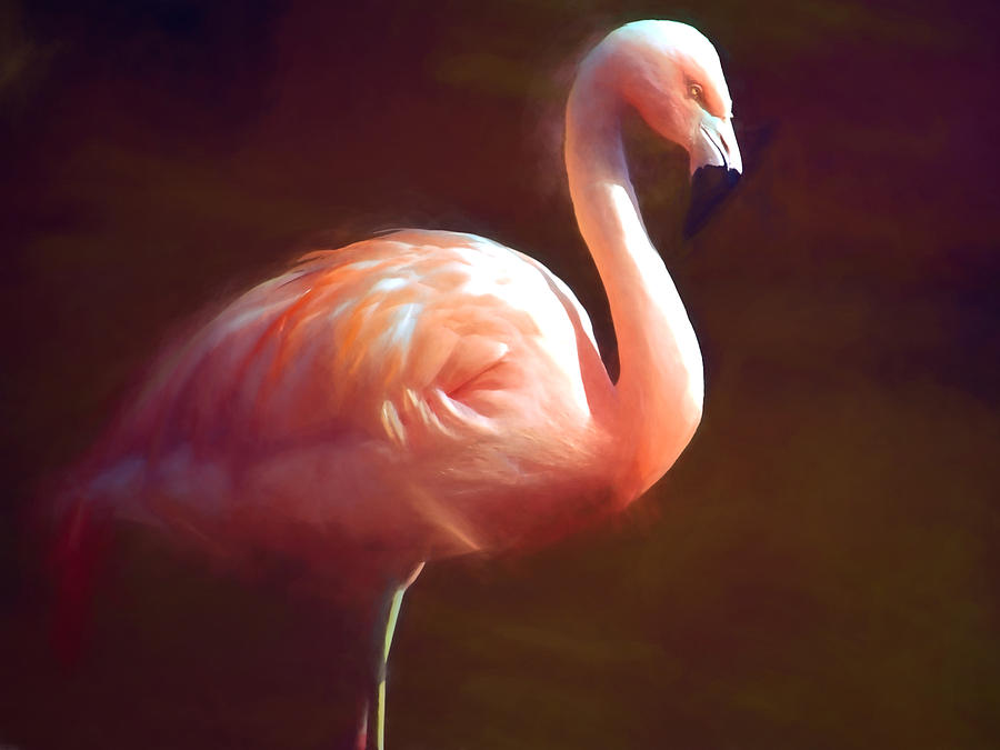 Flamingo Photograph - Flamingo Dream by Sharon Lisa Clarke