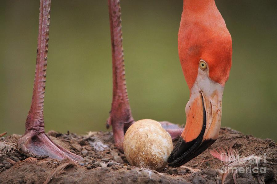 Flamingo Egg Photograph by Paulette Thomas