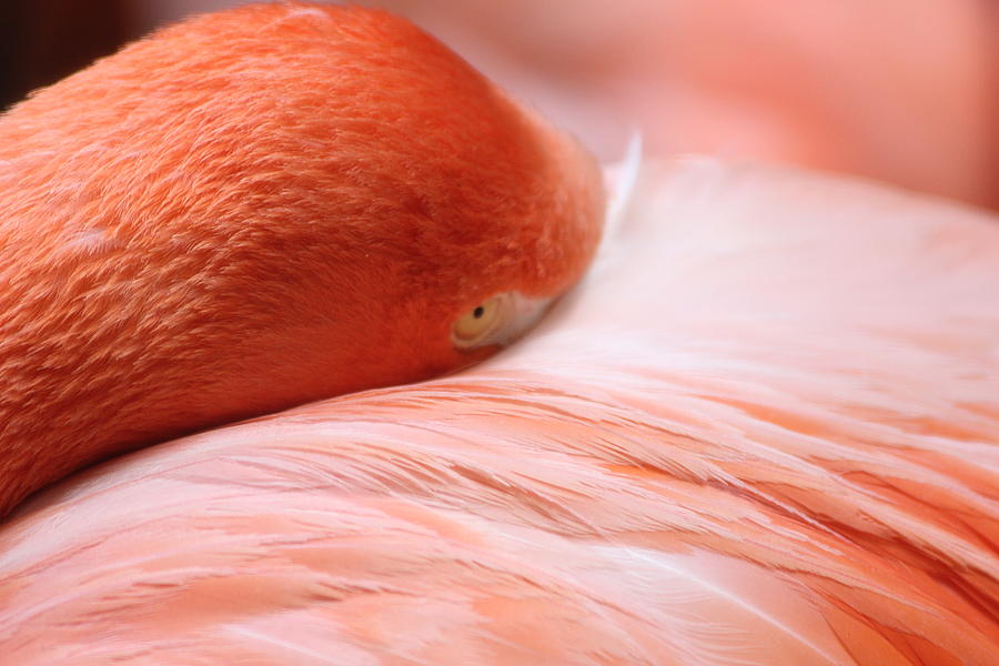 Flamingo Photograph by Elizabeth Budd