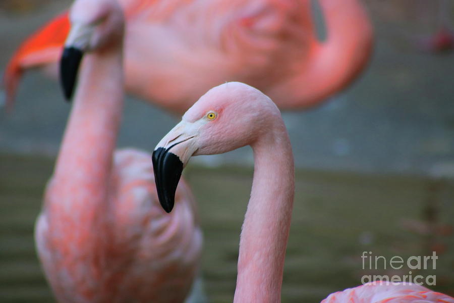 Flamingo Photograph by Erick Schmidt