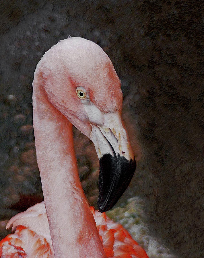 Flamingo Photograph by Ernest Echols