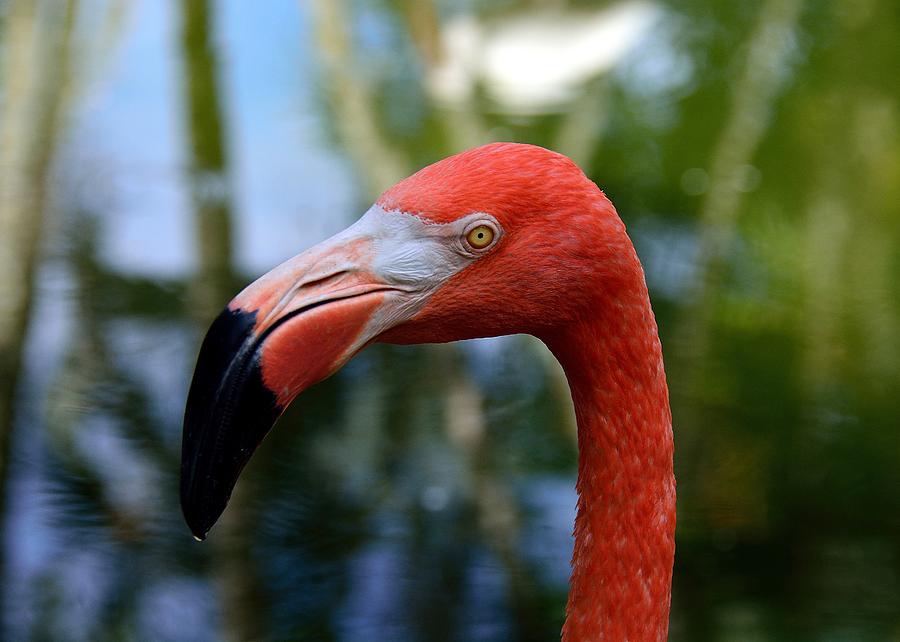 Flamingo Eye Photograph by Kevin Johnson Rapuano | Fine Art America