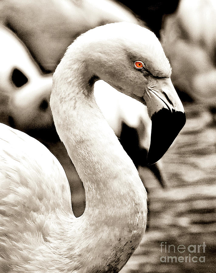 Flamingo Eyes Photograph by Frances Ann Hattier