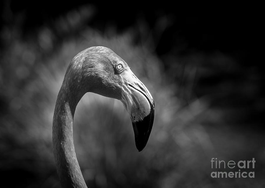 Flamingo Face, Black and White Photograph by Liesl Walsh