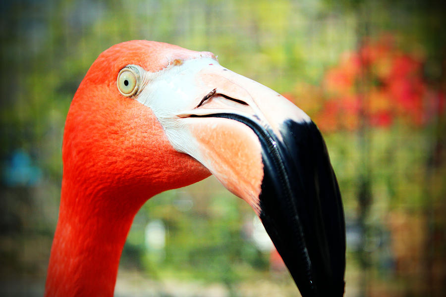 Bird Photograph - Flamingo Face by Cynthia Guinn