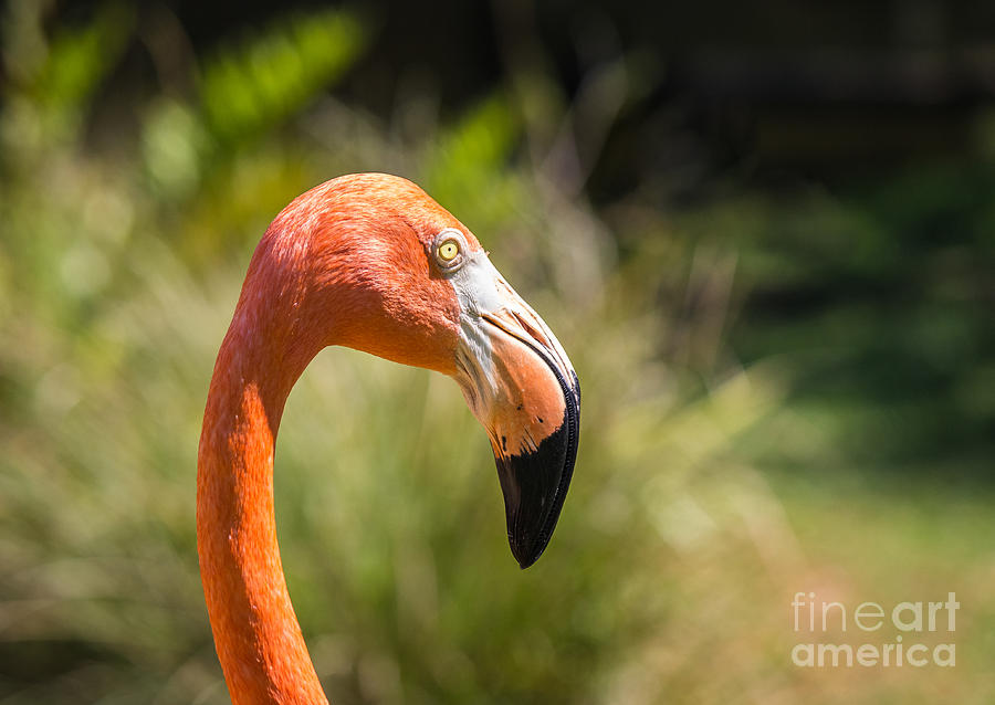 Flamingo Face Photograph by Liesl Walsh