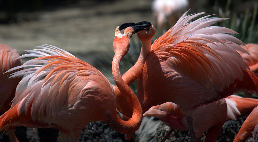 Flamingo Face Off Photograph by Lori Seaman