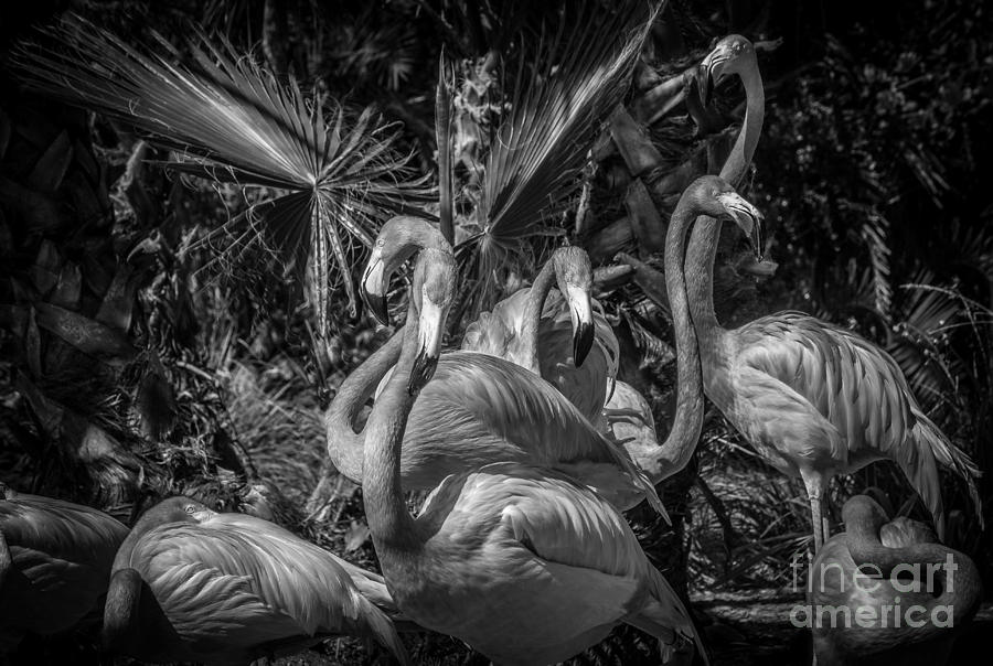 Flamingo Family, Black and White Photograph by Liesl Walsh