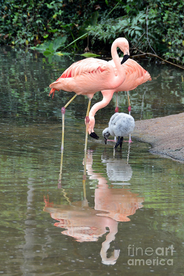 Flamingo Family Photograph by Catherine Sherman