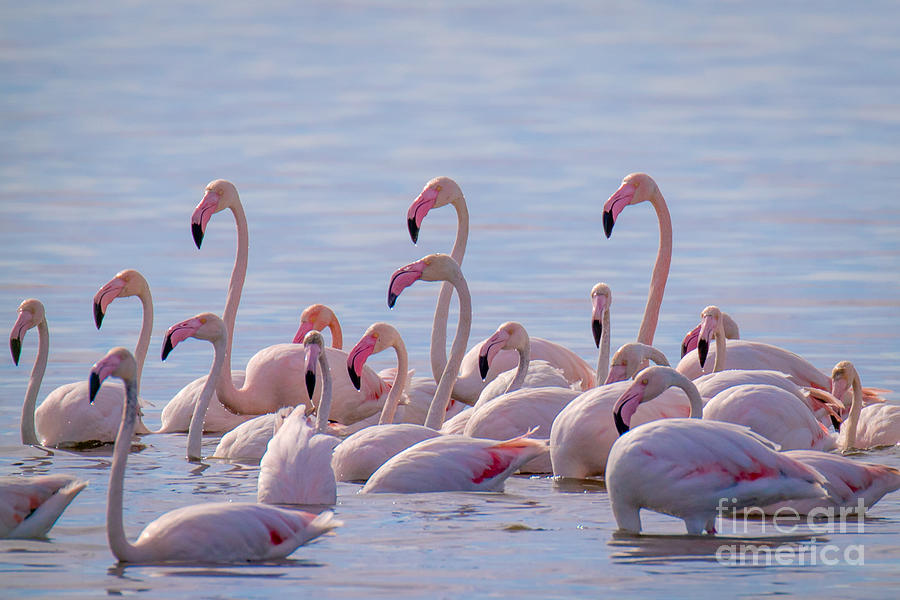 Flamingo Family in Kalochori Lagoon Greece Photograph by Jivko Nakev