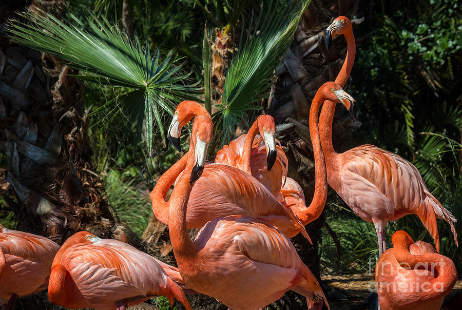 Flamingo Family Photograph by Liesl Walsh
