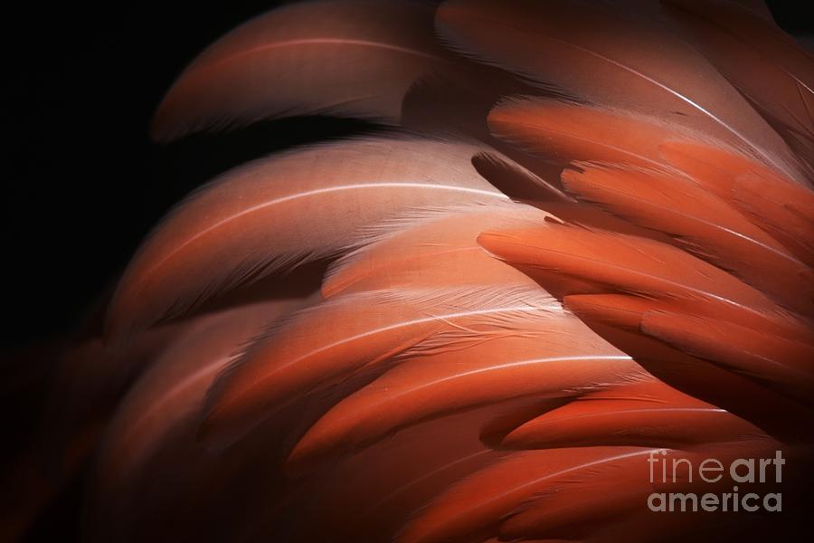 Flamingo Feather Abstract Photograph by Julie Adair