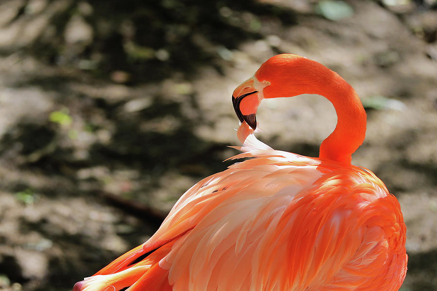 Flamingo Feather Photograph by Jack Nevitt