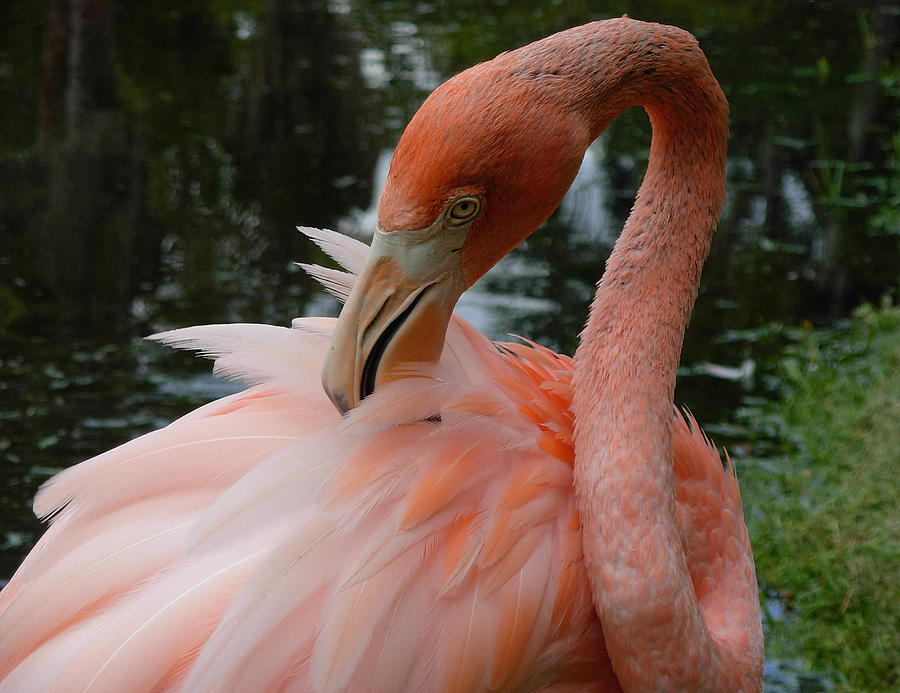 Flamingo Feathers Photograph by Amanda Vouglas