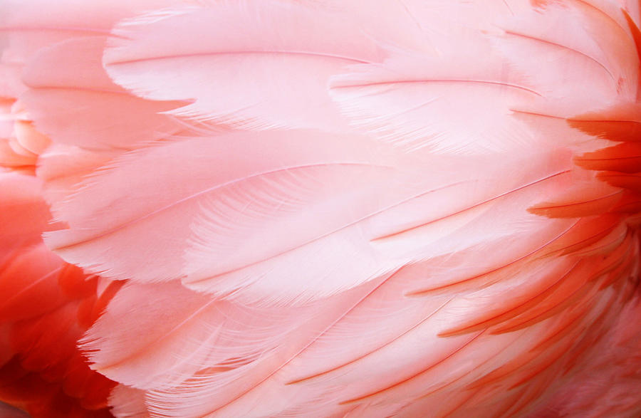 Flamingo Photograph - Flamingo Feathers by Cynthia Guinn