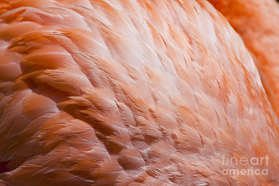 Flamingo Feathers Photograph By Dave Fleetham - Printscapes - Fine Art 