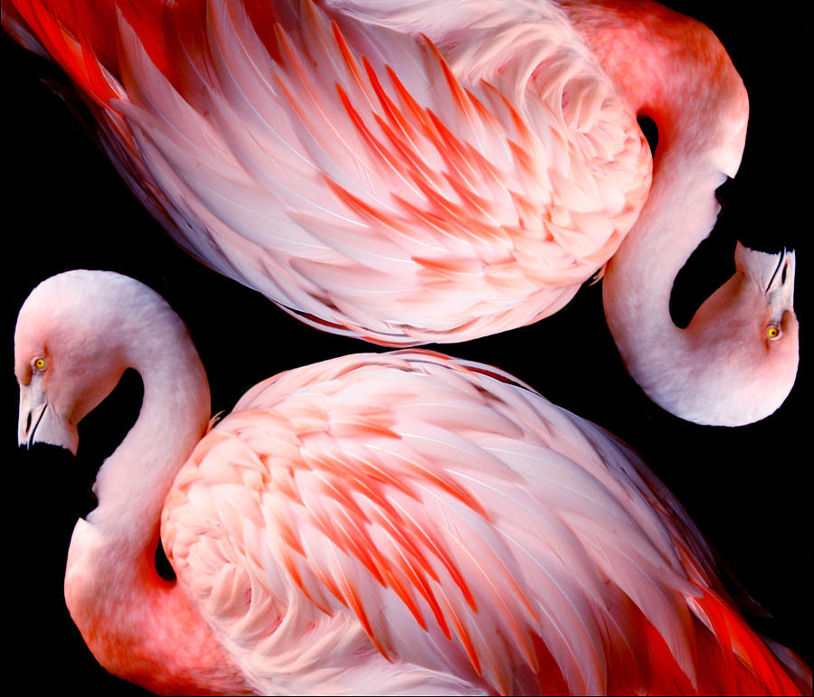 Flamingo Feathers Honesty Digital Art by M E