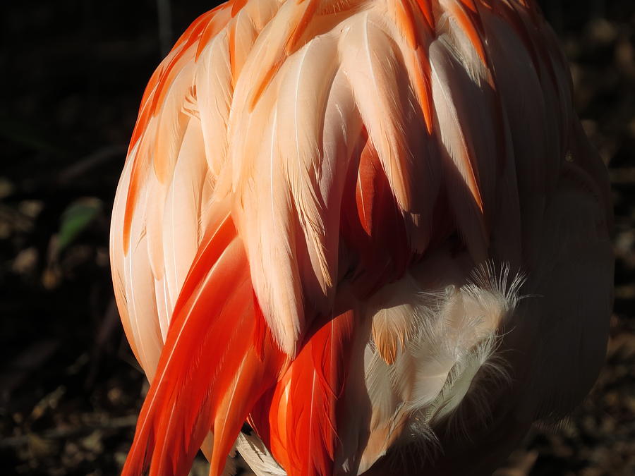Flamingo Feathers Digital Art by Kathleen Illes